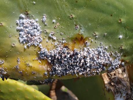 ¿Qué importancia tuvo el cultivo de la cochinilla para la isla de Lanzarote?