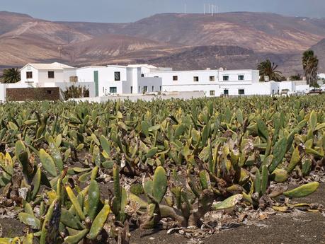 ¿Qué importancia tuvo el cultivo de la cochinilla para la isla de Lanzarote?