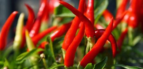 En el jardín o un florero, aprender a cultivar pimientos en casa