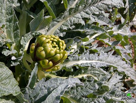 Las tareas en el huerto no son una ciencia exacta Las tareas en el huerto no son una ciencia exacta