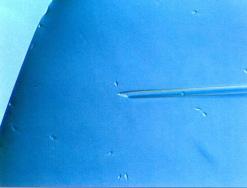 ¿Qué es la IMSI? cazando