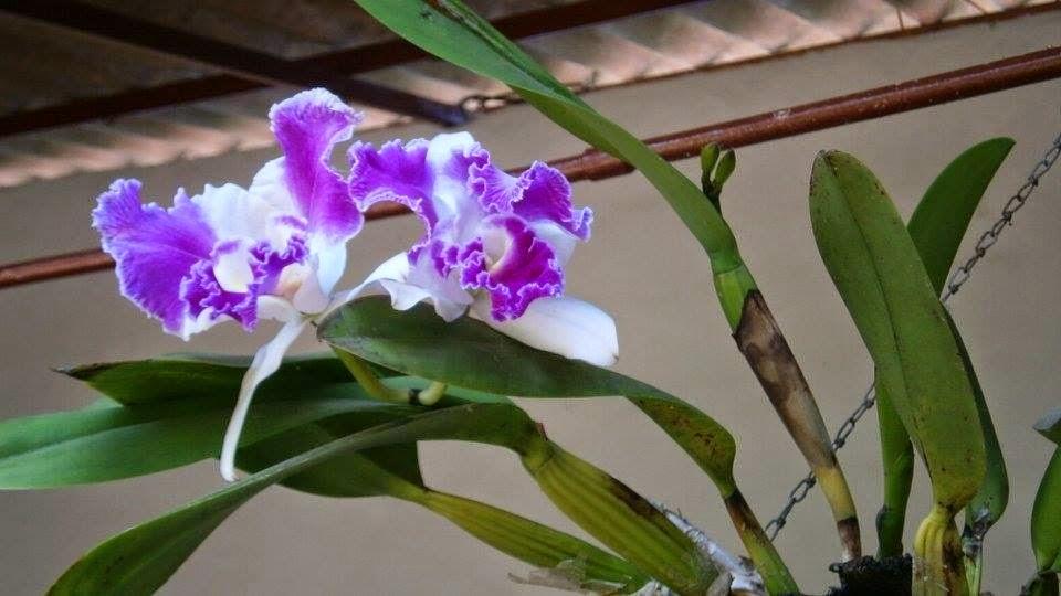 Primer Recorrido en campo de la Comunidad de Aprendizaje ... Primer Recorrido en campo de la Comunidad de Aprendizaje ...