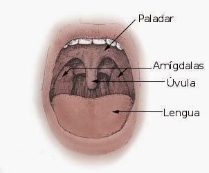 ¿Para que sirve la campanilla de la boca (Úvula)?