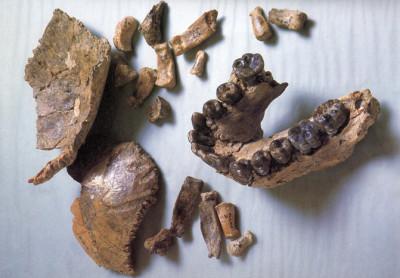 El fósil hallado en Olduvai (OH 7). / John Reader.