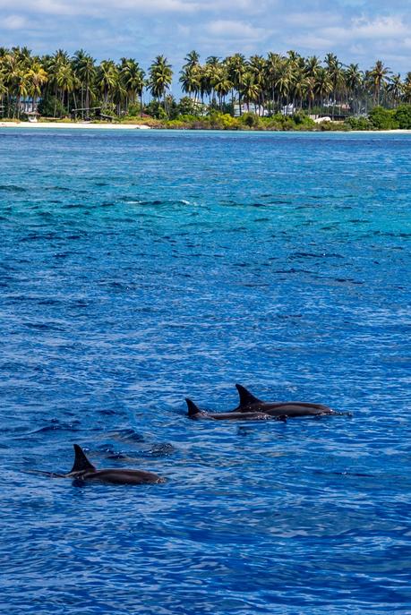 Nos acompañaron muchos delfines!