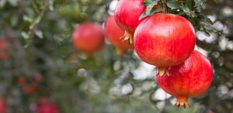 Granada Planta, tener fruta fresca y atraer la prosperidad en todo el año