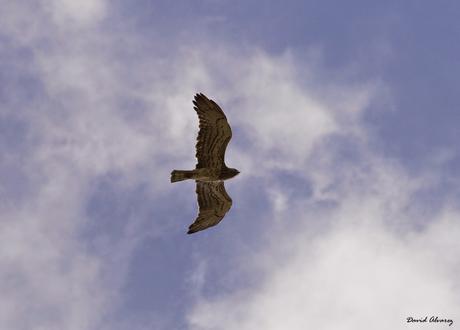 Ya están de vuelta las aves migratorias Ya están de vuelta las aves migratorias