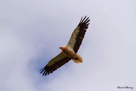 Ya están de vuelta las aves migratorias Ya están de vuelta las aves migratorias