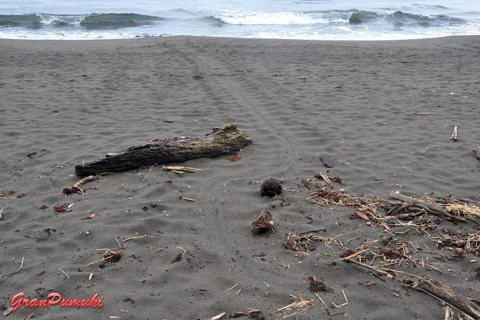 Escapada a Tortuguero y el Rastro de las Tortugas Escapada a Tortuguero y el Rastro de las Tortugas