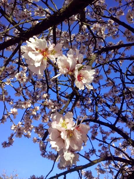 Almendros en flor (Quinta de los molinos, Madrid)