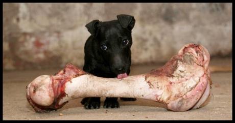 Los “perros” que amamos la justicia perro noble amigo del hombre