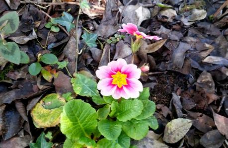 El jardín de La Saleta en Invierno, del 20 de febrero de 2015 al 13 de marzo. Saleta's Garden in Winter, February 20, 2015 - March 13.