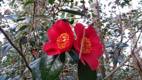 El jardín de La Saleta en Invierno, del 20 de febrero de 2015 al 13 de marzo. Saleta's Garden in Winter, February 20, 2015 - March 13.