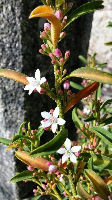 El jardín de La Saleta en Invierno, del 20 de febrero de 2015 al 13 de marzo. Saleta's Garden in Winter, February 20, 2015 - March 13.