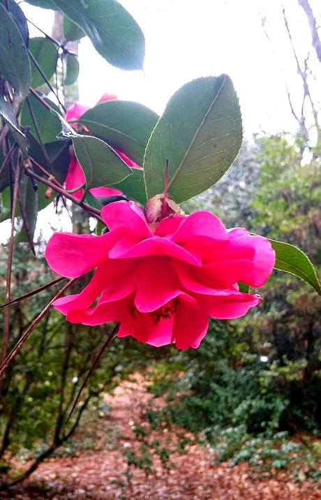 El jardín de La Saleta en Invierno, del 20 de febrero de 2015 al 13 de marzo. Saleta's Garden in Winter, February 20, 2015 - March 13.