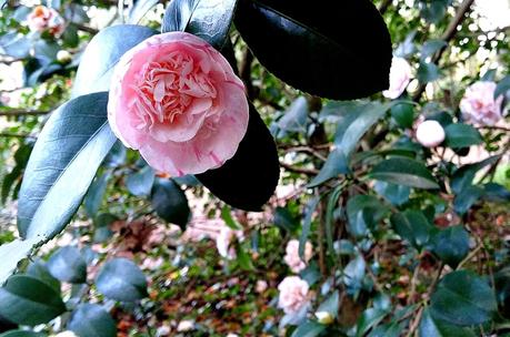 El jardín de La Saleta en Invierno, del 20 de febrero de 2015 al 13 de marzo. Saleta's Garden in Winter, February 20, 2015 - March 13.