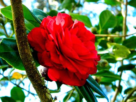 El jardín de La Saleta en Invierno, del 20 de febrero de 2015 al 13 de marzo. Saleta's Garden in Winter, February 20, 2015 - March 13.