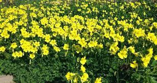 campos amarillos, alfombra anunciando la primavera Resultado de imagen de campo de vinagretas