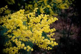 campos amarillos, alfombra anunciando la primavera Resultado de imagen de bosque de mimosa y toxo Galicia