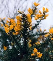 campos amarillos, alfombra anunciando la primavera Resultado de imagen de bosque de mimosa y toxo Galicia