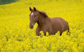 campos amarillos, alfombra anunciando la primavera Resultado de imagen de campo amarillo