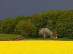campos amarillos, alfombra anunciando la primavera Resultado de imagen de campo amarillo