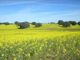 campos amarillos, alfombra anunciando la primavera Resultado de imagen de campo amarillo