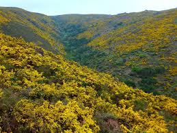 campos amarillos, alfombra anunciando la primavera Resultado de imagen de bosque de mimosa y toxo Galicia