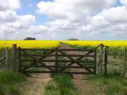 campos amarillos, alfombra anunciando la primavera Resultado de imagen de campo amarillo