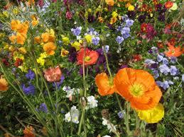 campos amarillos, alfombra anunciando la primavera Resultado de imagen de campo flores de colores