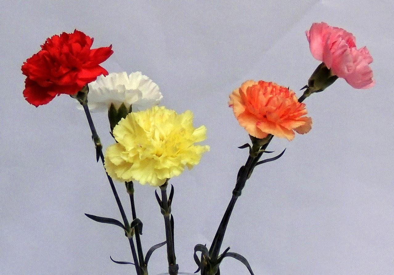 EL SIGNIFICADO DE TUS FLORES FAVORITAS EL SIGNIFICADO DE TUS FLORES FAVORITAS