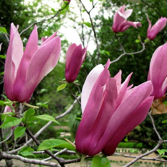 EL SIGNIFICADO DE TUS FLORES FAVORITAS EL SIGNIFICADO DE TUS FLORES FAVORITAS
