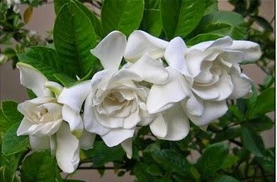 EL SIGNIFICADO DE TUS FLORES FAVORITAS EL SIGNIFICADO DE TUS FLORES FAVORITAS