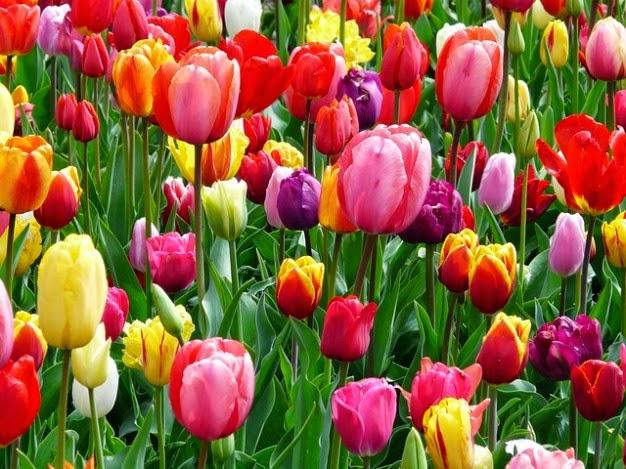 EL SIGNIFICADO DE TUS FLORES FAVORITAS EL SIGNIFICADO DE TUS FLORES FAVORITAS