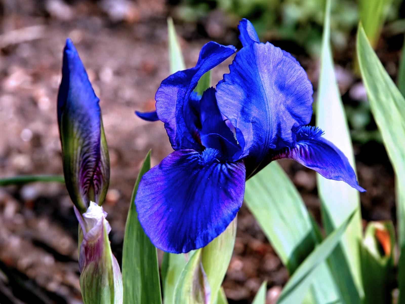 EL SIGNIFICADO DE TUS FLORES FAVORITAS EL SIGNIFICADO DE TUS FLORES FAVORITAS