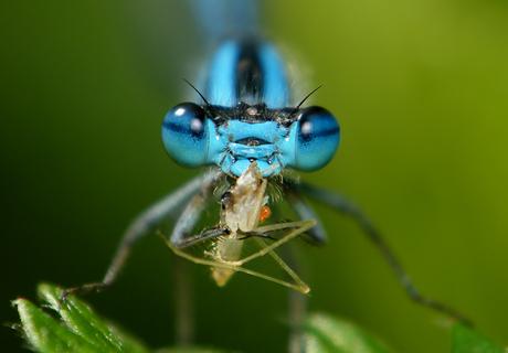 Agrión Agrión