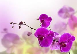 El significado de soñar con orquídeas. sueño con orquídeas