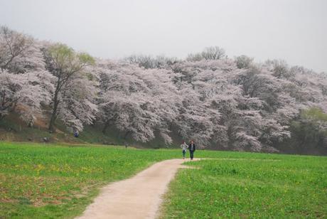 Precioso-paseo-lleno-de-cerezos-en-flor-en-Gyeongju