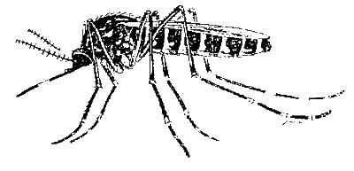 Consejos sobre los mosquitos Consejos sobre los mosquitos