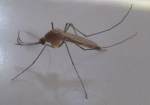 Consejos sobre los mosquitos origin_4620846673