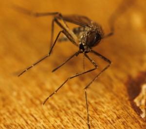 Consejos sobre los mosquitos origin_7490426400