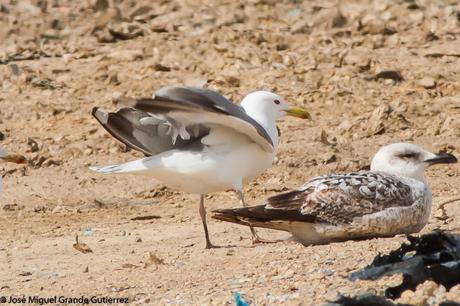 larus cachinnas-Gaviota Cáspica  otro sorpresón en el Culebrete-Navarra