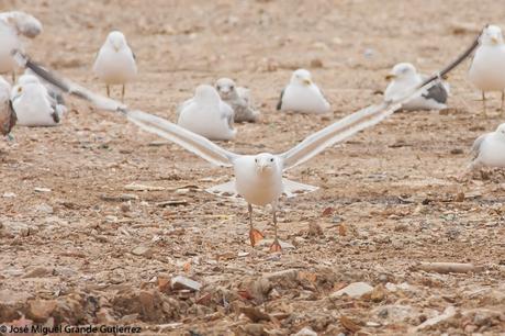 larus cachinnas-Gaviota Cáspica  otro sorpresón en el Culebrete-Navarra