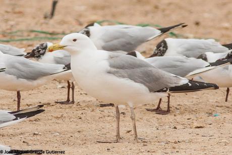 larus cachinnas-Gaviota Cáspica  otro sorpresón en el Culebrete-Navarra