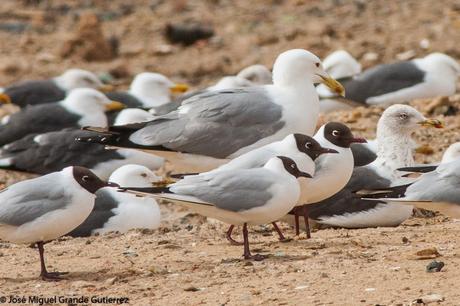 larus cachinnas-Gaviota Cáspica  otro sorpresón en el Culebrete-Navarra