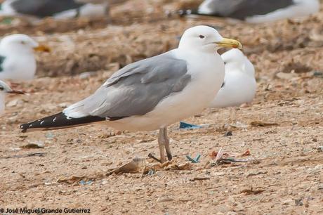 larus cachinnas-Gaviota Cáspica  otro sorpresón en el Culebrete-Navarra