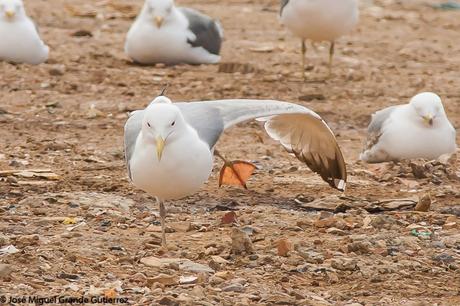 larus cachinnas-Gaviota Cáspica  otro sorpresón en el Culebrete-Navarra