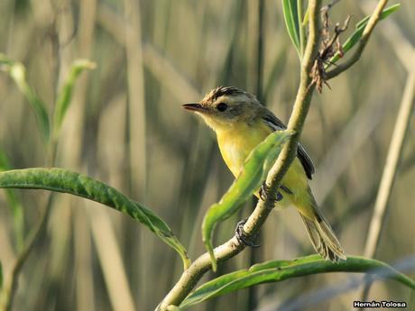 Doradito copetón (Pseudocolopteryx sclateri)