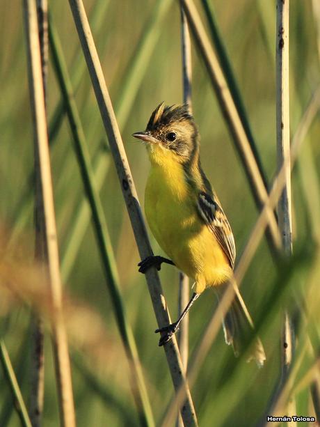 Doradito copetón (Pseudocolopteryx sclateri)