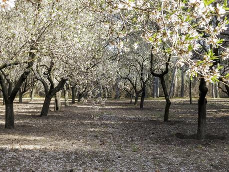 Floración en La Quinta de los Molinos